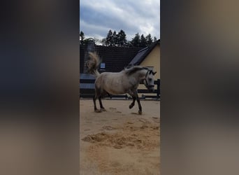 Sonstige Rassen Mix, Wallach, 5 Jahre, 130 cm, Apfelschimmel
