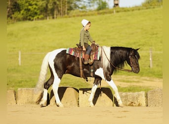 Sonstige Rassen, Wallach, 5 Jahre, 132 cm, Schecke