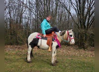 Sonstige Rassen, Wallach, 5 Jahre, 135 cm, Schecke