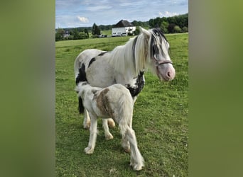Sonstige Rassen, Wallach, 5 Jahre, 135 cm, Schecke
