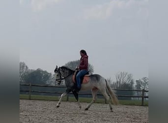 Sonstige Rassen Mix, Wallach, 5 Jahre, 136 cm, Blauschimmel