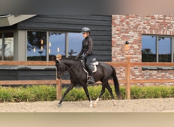 Sonstige Rassen, Wallach, 5 Jahre, 136 cm