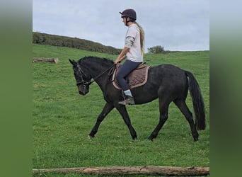 Sonstige Rassen Mix, Wallach, 5 Jahre, 137 cm, Braunfalbschimmel