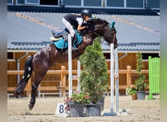 Sonstige Rassen, Wallach, 5 Jahre, 139 cm, Schwarzbrauner