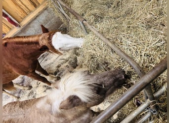 Sonstige Rassen, Wallach, 5 Jahre, 140 cm, Fuchs