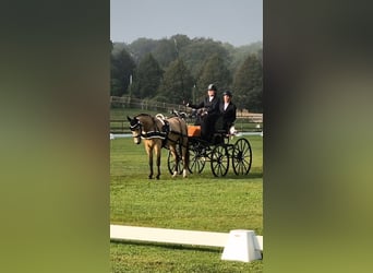 Sonstige Rassen, Wallach, 5 Jahre, 144 cm, Buckskin