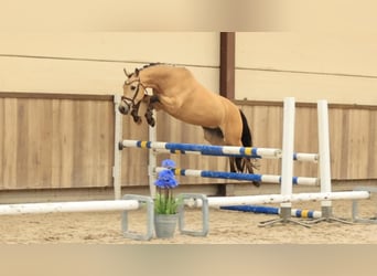 Sonstige Rassen, Wallach, 5 Jahre, 145 cm, Buckskin
