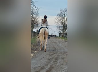 Sonstige Rassen, Wallach, 5 Jahre, 146 cm, Cremello