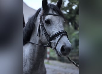 Sonstige Rassen, Wallach, 5 Jahre, 146 cm, Schimmel