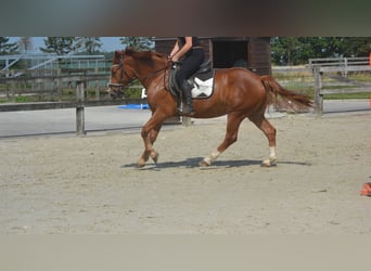 Sonstige Rassen, Wallach, 5 Jahre, 147 cm, Fuchs