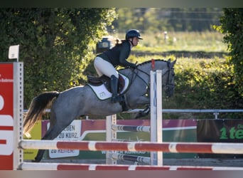 Sonstige Rassen, Wallach, 5 Jahre, 148 cm, Braunfalbschimmel