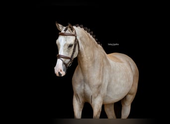 Sonstige Rassen, Wallach, 5 Jahre, 148 cm