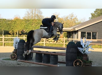 Sonstige Rassen, Wallach, 5 Jahre, 148 cm