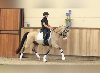 Sonstige Rassen, Wallach, 5 Jahre, 148 cm