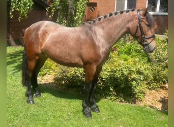 Sonstige Rassen, Wallach, 5 Jahre, 149 cm, Rotschimmel