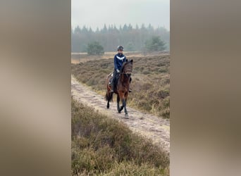 Sonstige Rassen, Wallach, 5 Jahre, 150 cm, Brauner