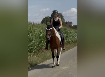 Sonstige Rassen, Wallach, 5 Jahre, 150 cm, Schecke
