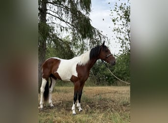 Sonstige Rassen, Wallach, 5 Jahre, 150 cm, Schecke