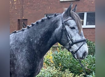 Sonstige Rassen, Wallach, 5 Jahre, 150 cm, Schimmel