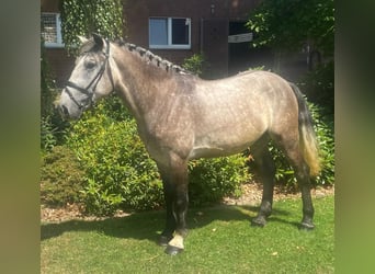 Sonstige Rassen, Wallach, 5 Jahre, 152 cm, Schimmel