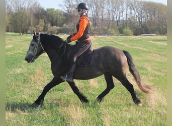 Sonstige Rassen, Wallach, 5 Jahre, 153 cm, Apfelschimmel