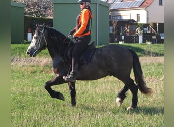 Sonstige Rassen, Wallach, 5 Jahre, 153 cm, Apfelschimmel
