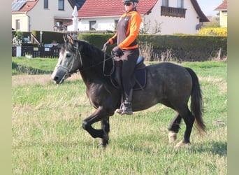 Sonstige Rassen, Wallach, 5 Jahre, 153 cm, Apfelschimmel