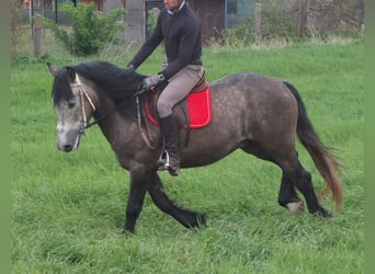 Sonstige Rassen, Wallach, 5 Jahre, 153 cm, Apfelschimmel