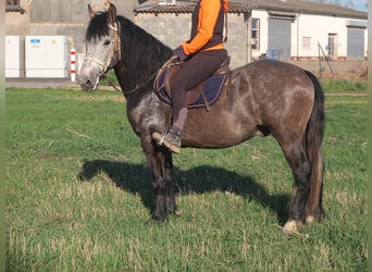 Sonstige Rassen, Wallach, 5 Jahre, 153 cm, Apfelschimmel