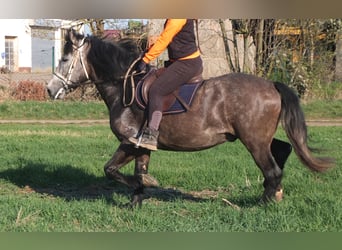 Sonstige Rassen, Wallach, 5 Jahre, 153 cm, Apfelschimmel