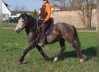 Sonstige Rassen, Wallach, 5 Jahre, 153 cm, Apfelschimmel