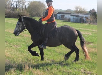 Sonstige Rassen, Wallach, 5 Jahre, 153 cm, Apfelschimmel