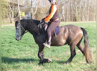 Sonstige Rassen, Wallach, 5 Jahre, 153 cm, Apfelschimmel