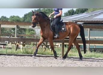 Sonstige Rassen, Wallach, 5 Jahre, 155 cm, Brauner