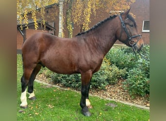 Sonstige Rassen, Wallach, 5 Jahre, 155 cm, Brauner