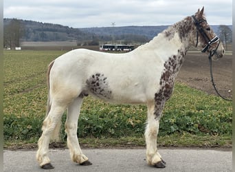 Sonstige Rassen Mix, Wallach, 5 Jahre, 155 cm, Schecke