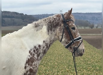 Sonstige Rassen Mix, Wallach, 5 Jahre, 155 cm, Schecke