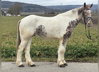 Sonstige Rassen Mix, Wallach, 5 Jahre, 155 cm, Schecke