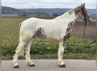 Sonstige Rassen Mix, Wallach, 5 Jahre, 155 cm, Schecke