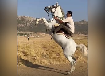Sonstige Rassen Mix, Wallach, 5 Jahre, 155 cm, White Sonstige Rassen Mix, Wallach, 5 Jahre, 155 cm, White