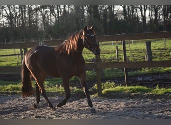 Sonstige Rassen, Wallach, 5 Jahre, 156 cm, Brauner