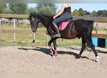 Sonstige Rassen, Wallach, 5 Jahre, 156 cm, Dunkelbrauner