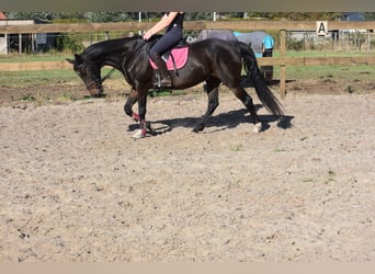 Sonstige Rassen, Wallach, 5 Jahre, 156 cm, Dunkelbrauner