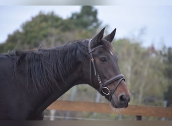 Sonstige Rassen, Wallach, 5 Jahre, 156 cm, Dunkelbrauner