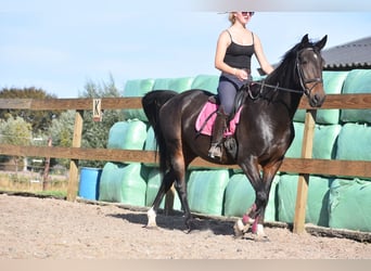 Sonstige Rassen, Wallach, 5 Jahre, 156 cm, Dunkelbrauner