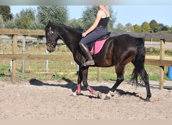Sonstige Rassen, Wallach, 5 Jahre, 156 cm, Dunkelbrauner