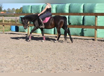 Sonstige Rassen, Wallach, 5 Jahre, 156 cm, Dunkelbrauner