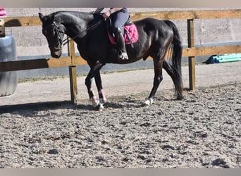 Sonstige Rassen, Wallach, 5 Jahre, 156 cm, Dunkelbrauner