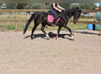 Sonstige Rassen, Wallach, 5 Jahre, 156 cm, Dunkelbrauner