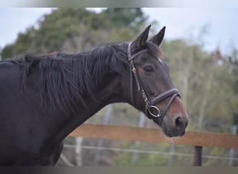 Sonstige Rassen, Wallach, 5 Jahre, 156 cm, Dunkelbrauner